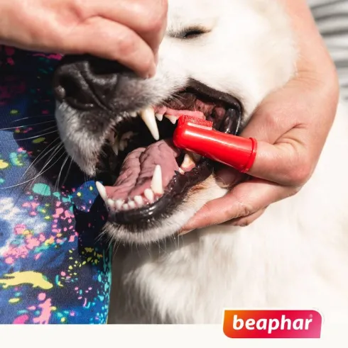 Beaphar Szczoteczka do zębów Finger Toothbrush dla psa i kota op. 2szt.