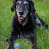 Chuck It Piłka Ultra Squeaker Ball dla psa rozm. L nr kat. 52069 WYPRZEDAŻ