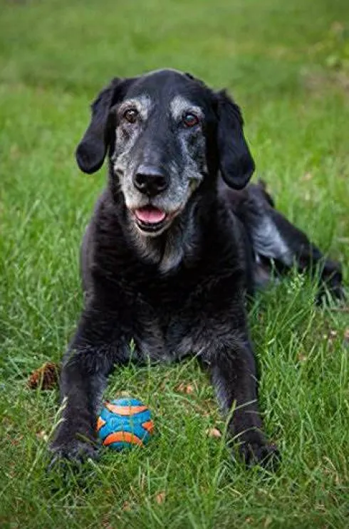 Chuck It Piłka Ultra Squeaker Ball dla psa rozm. M nr kat. 52068