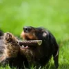 4 Dogs Original Gryzak z poroża jelenia Hard dla psa rozm. M