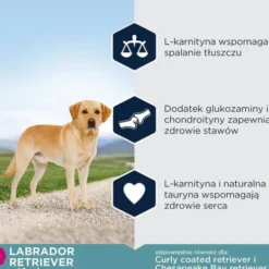 Eukanuba Adult Labrador Sucha Karma dla psa op. 12kg