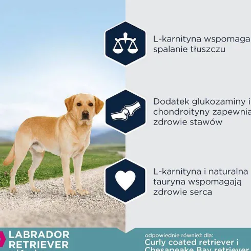 Eukanuba Adult Labrador Sucha Karma dla psa op. 12kg