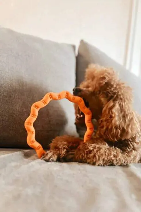 Fiboo Fringoo Ring dla psa kolor żółty śr. 18cm
