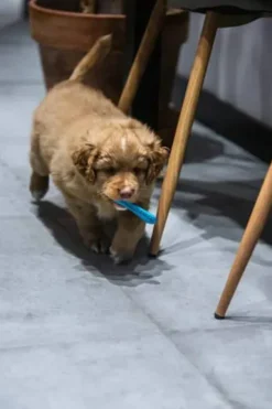 Fiboo Gryzak Fiboone BIG Puppy dla szczeniaka dł. 14cm kolor niebieski