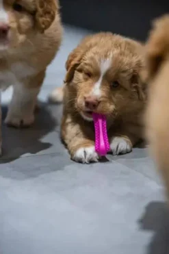 Fiboo Gryzak Fiboone BIG Puppy dla szczeniaka dł. 14cm kolor niebieski