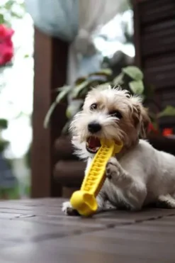 Fiboo Gryzak Fiboone dental dla psa dł. 19cm kolor pomarańczowy