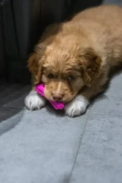Fiboo Gryzak Fiboone Puppy dla szczeniaka dł. 9cm kolor różowy