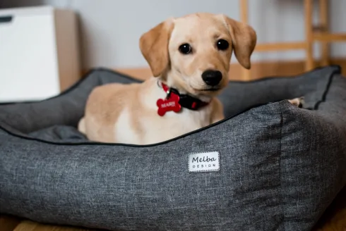 Melba Design Legowisko Kanapa Ava dla psa rozm. M 80x65cm kolor brązowy