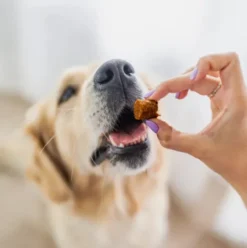 Perro BON BON Jagnięcina Wsparcie odporności Przysmaki dla psa op. 80g