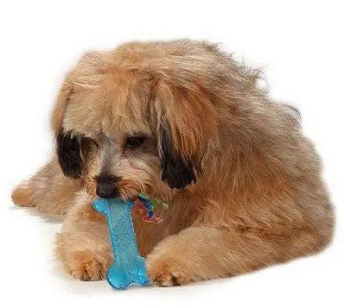 Petstages Gryzak Orka Mini Bone dla psa nr kat. PS221 WYPRZEDAŻ