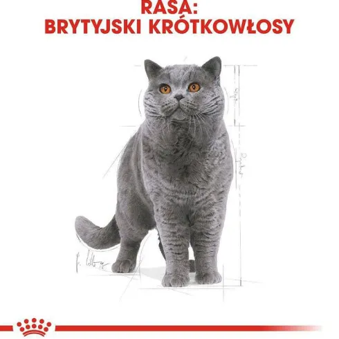 Royal Canin Adult British Shorthair Sucha Karma dla kota op. 400g