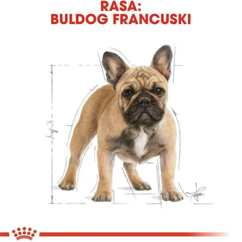 Royal Canin Adult French Bulldog Sucha Karma dla psa op. 9kg