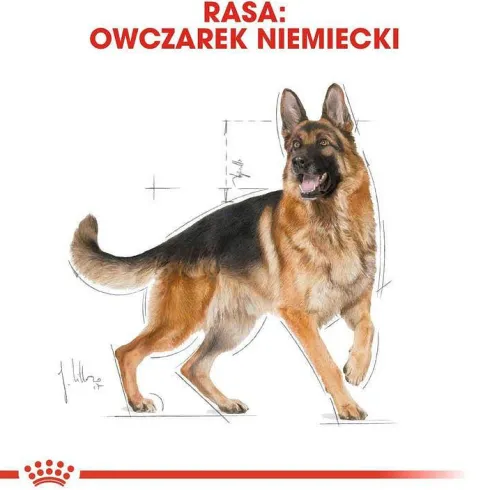 Royal Canin Adult German Shepherd Sucha Karma dla psa op. 11kg