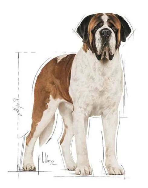 Royal Canin Adult Giant Sucha Karma dla psa op. 15kg