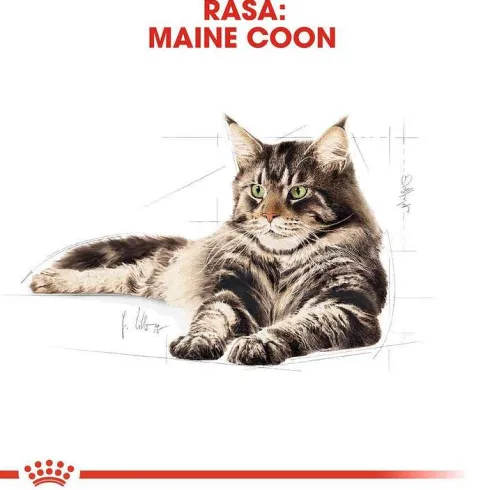 Royal Canin Adult Maine Coon Sucha Karma dla kota op. 10kg