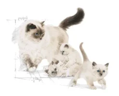 Royal Canin BabyCat Sucha Karma dla kociąt op. 400g