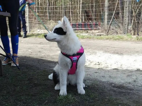 Sali Szelki H-Trek dla psa rozm. L kolor czarny