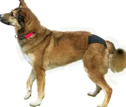 Trixie Majtki na cieczkę dla psa rozm. XL kolor czarny nr kat. 23495