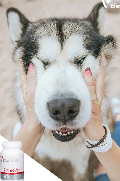 VetExpert Preparat na stawy ArthroVet dla psa i kota op. 90 tabletek