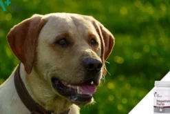 VetExpert Preparat na wątrobę Hepatiale Forte LARGE Breed dla psa op. 40 tabletek