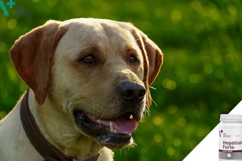 VetExpert Preparat na wątrobę Hepatiale Forte LARGE Breed dla psa op. 40 tabletek