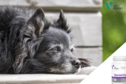 VetExpert Preparat wzmacniający GeriatiVet Dog (7+) 350mg dla psa op. 45 tabletek